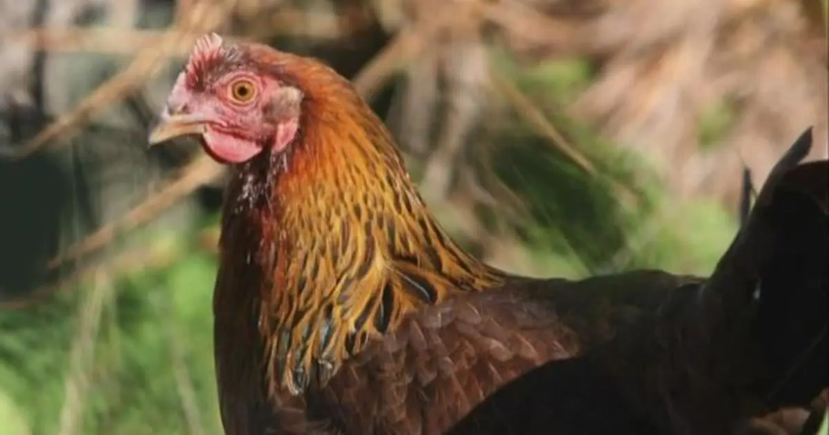 First U.S. Bird Flu Death and Ongoing Concerns