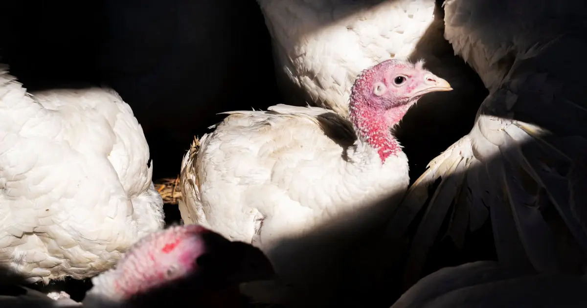 First US Bird Flu Death Reported in Louisiana